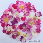 428.押し花アソート〜ピンク系 ビオラ ジュリアン 小花 押し花素材