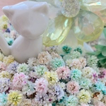 かすみ草ドライフラワー