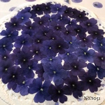 ♡new♡作家様必見♡ 人気のバーベナがいっぱい♡ 押し花セット