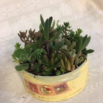 多肉植物寄せ植え136（ピック付き）