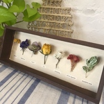 植物標本フレームアレンジ
