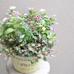アルテルナンテラ『ポリゴノイデス』とかわいいお花の寄せ植え*