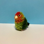 小鳥ぽんぽん コザクラインコ