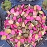 ベビー桜吹雪☆アナカンプロセス☆多肉植物