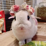 うさぎの花冠(102)