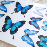 【２】大きいサイズのブルーモルフォ蝶シール