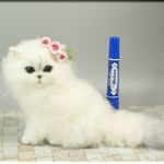羊毛フェルト　猫　チンチラシルバー　ペルシャ猫　ねこ　ネコ　猫フィギュア