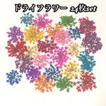 【送料無料】押し花　ドライフラワー　レースフラワー　12色24枚