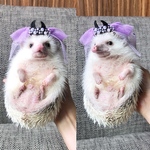 小動物用帽子 ハロウィンカチューシャ