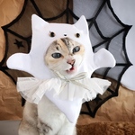 9月29日(日)21時頃入荷予定❤︎猫のオバケちゃん❤︎
