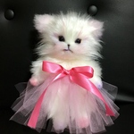 ファンシーきつねこ きつね ねこ ぬいぐるみ