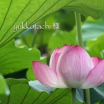 yukkotachi 様専用