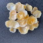 波間柏(なみまがしわ)