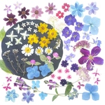 【ワンコイン/押花】押し花カラフルセット 花の穂