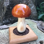 ぽっちゃりダケ