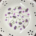 みこし草(押し花)