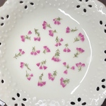エリカメンセラ(押し花)