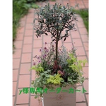 y様専用オーダーカート＊オリーブスタンド仕立て🌳スクエア鉢にブリコラージュ