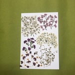 押し花素材🌼小花ミックス🌼