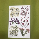 押し花素材🌼小花ミックス🌼