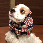 再販❤︎ポップコーン柄☆ネイビー 中型犬用スヌード 犬用スヌード