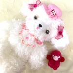 ちょこんと桃色のナイトキャップ🍼マルチーズ🐶トイプードル🐶ロップイヤー🐰シーズー✨ホワイト✨ベビー✨赤ちゃん✨ゆめかわいい✨ファンシー✨レトロ✨ぬいぐるみ✨いぬ✨うさぎ✨ひつじ