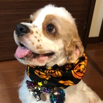 ハロウィン☆かぼちゃ柄 ブラック 中型犬用スヌード 犬用スヌード