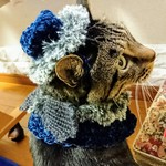 猫ちゃん黒天使