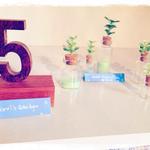 Ever Plants