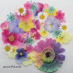 432.押し花アソート〜レインボーガーベラ お花 mix 押し花素材