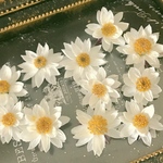 再販❣️ペーパーカスケード10倫❣️ハーバリウム花材ドライフラワー