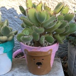 熊童子♪子グマのお手て✴︎リメ鉢植え