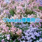 +♡kohalca様専用♡+
