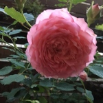 itotoiro0306様ご注文分