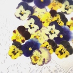 押し花素材～ビオラ6  20ヶ～