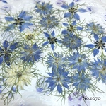 ♡new♡作家様必見♡ 少し小さめ可愛いニゲラのお花がいっぱい♡ 押し花セット