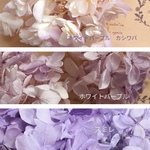 🌸　花材  パープルミックス    アジサイ