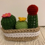 サボテン寄せ植え