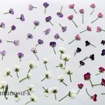 ［天然無着色]  押花素材190　アリッサム小花ミックス