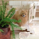 ポメラニアン