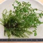 sugi-yoh様専用ページ