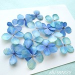 紫陽花のドライフラワー　