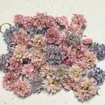 かすみ草 ドライフラワー     混色 fairy gradation pastel sweet 🌸
