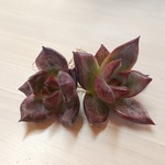 お得セット⭐️レッドプラム⭐️二個セット⭐️多肉植物⭐️