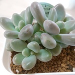 花歌農場⭐️ピンクマフ⭐️パクさん苗⭐️多肉植物⭐️