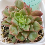 花歌農場⭐️テスラ⭐️パクさん苗⭐️韓国苗⭐️多肉植物