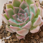 花歌農場⭐️クーパーhyb×沙羅姫⭐️パクさん苗⭐️韓国苗⭐️多肉植物