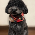 わんちゃんマフラー わんちゃんスヌード 