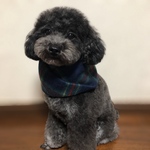 わんちゃんマフラー わんちゃんスヌード 