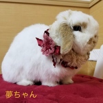 【新作】フェイクファーのつけ襟（レッド）